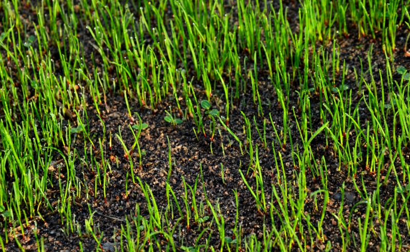 Increase Your Lawn Reseeding Business with an AI Driven, Targeted Website