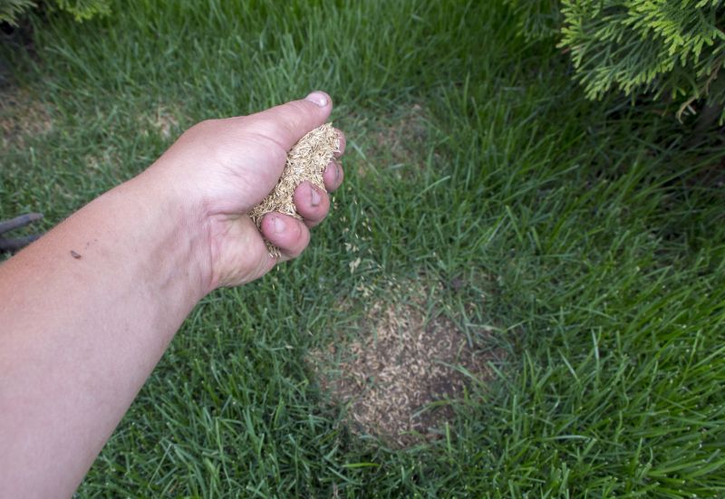 Spring Grass Seeding in Ventura County, CA