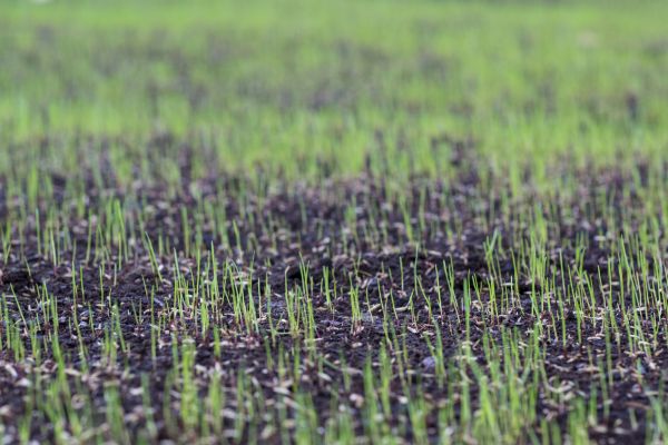 Sod Reseeding
