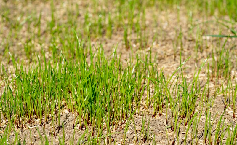Lawn Reseeding