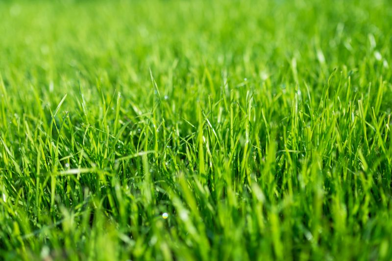 Healthy Green Turf