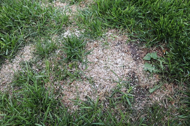 Lawn Repair Process